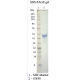Recombinant Human OX40 